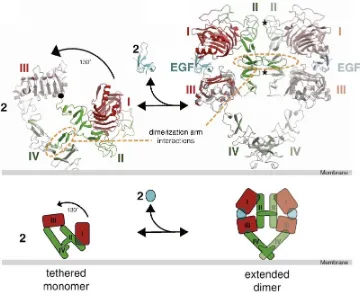 Figure 
  8. 
  Model 
  for 
  EGF-­‐induced 
  dimerization 
  of 
  the 
  EGFR 
  extracellular 
  region