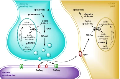 Figura 7. Ciclo GABA-glutamato-glutamina. La célula glial recapta el GABA liberado en la hendidura sináptica y lo metaboliza a glutamina, que será reutilizada por la neurona para sintetizar de nuevo GABA