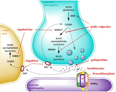 Figura 8. Efecto de diversos fármacos antiepilépticos (en rojo) sobre el metabolismo del GABA