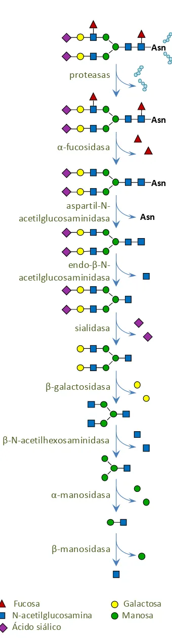 Figura 9. Vía de degradación de la porción glucídica de una proteína N-glicosilada   