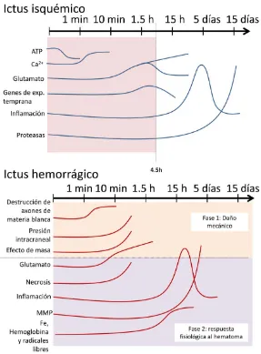 Figura 3. Curso temporal de los eventos posteriores a la isquemia y a la hemorragia cerebral