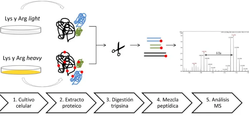 Figura 7. Representación esquemática de los procesos en un experimento de Stable Isotope Labeling Aaminoacids in Cell culture (SILAC)