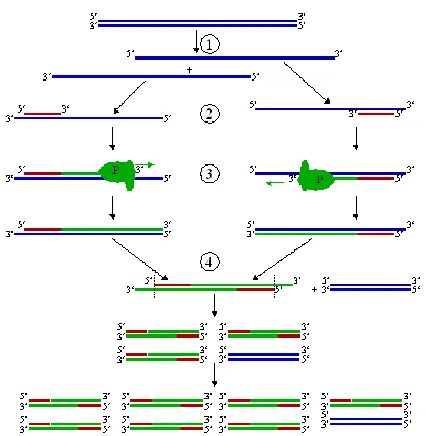 Figura 4. Cicle d´amplificació de la PCR. 