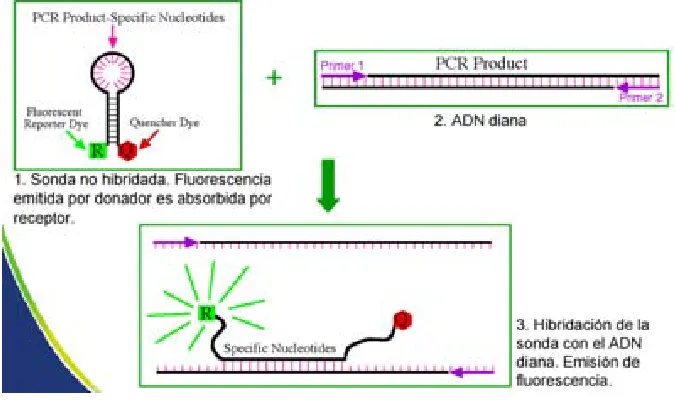 Figura 6. Mecanisme d´acció de les Molecular Beacon. 