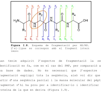 Figura I.8. Esquema de fragmentació per MS/MS. 