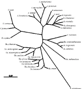 Figura 1. Árbol filogenético construido en base a la secuenciación del gen ribosomal 16S 