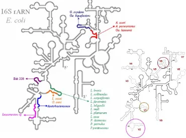 Figura 3. Esquema de la estructura secundaria del gen ribosomal del 16S en E. coli (organismo 