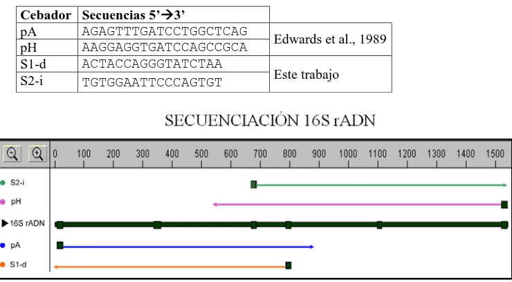 Tabla 5. Cebadores utilizados para la secuenciación del gen 16S 