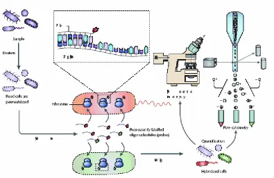 Fig.11. Pasos básicos del FISH. La muestra se fija para estabilizar las células y permeabilizar las membranas celulares
