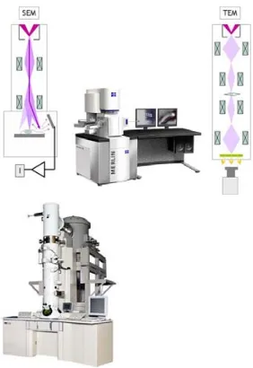 Figura 2.1.2   Esquema del funcionamiento de los microscopios electrónicos: Microscopía electrónica de rastreo (SEM) y de transmisión (TEM)