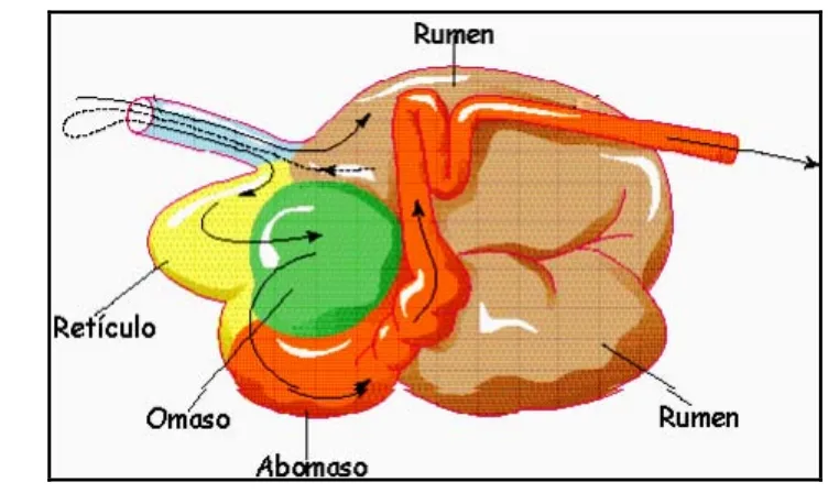 Figura 2.5 Componentes del estómago y flujo de digesta en los rumiantes. 