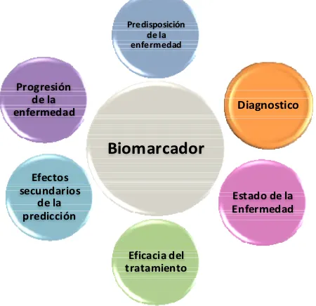Figura 1Esquema de la búsqueda de biomarcadores en diferentes estadios. 