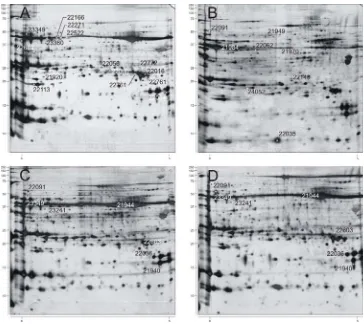 Fig.1  Análisis proteómico  comparativo  mediante el uso de electroforesis bidimensional (2-D PAGE), a 