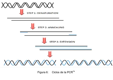Figura 6: Ciclos de la PCR74