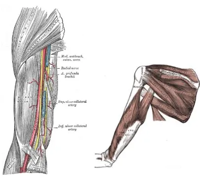 Figura 2. “Anatomía de Bíceps y Tríceps” (Gray, 1858). 