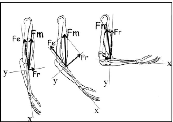 Figura 8.                              Modelo vectorial movimiento flexo-extensión codo (Williams y   Lissner, 1962)