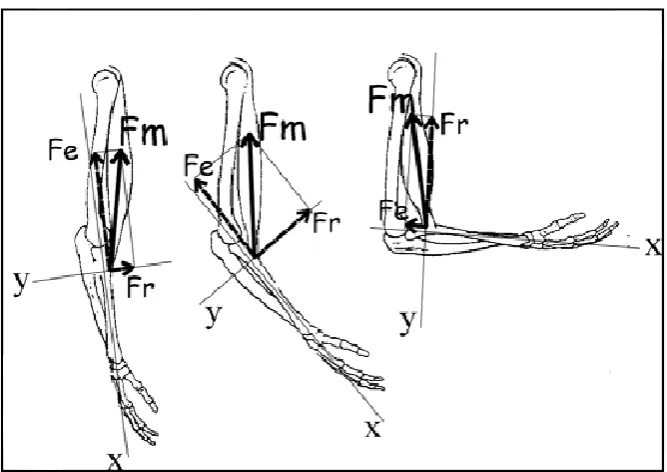 Figura 8.                              Modelo vectorial movimiento flexo-extensión codo (Williams y   Lissner, 1962)
