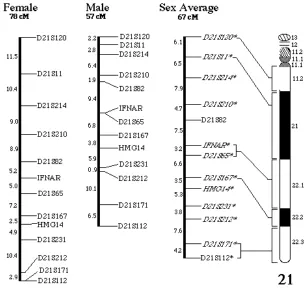 Figura 1: mapa genómico del cromosoma 21  