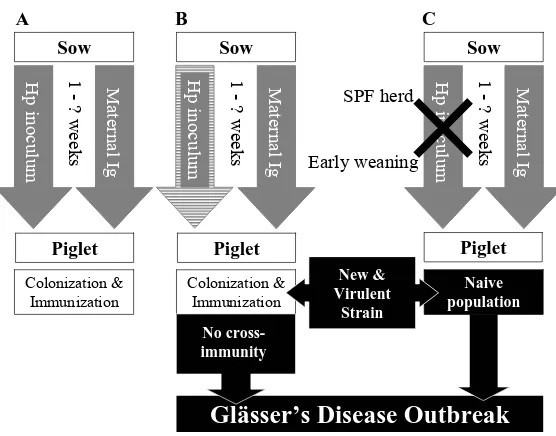 Fig 1. Diagram of the relationship between: colonization, natural immunity and Glässer disease outcome