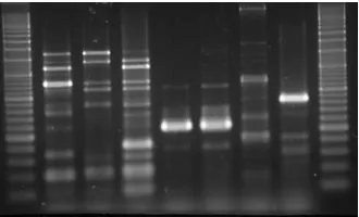Fig 4. ERIC-PCR fingerprint of different H. parasuis strains 
