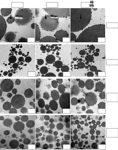Figure 30. TEM images of emulsions containing 10, 30 and 50% oil and WPI 4% ×25000, and by ultra high-pressure homogenization (UHPH) at 100 MPa (G-I) and 200 stabilized by conventional homogenization (CH) at 15 MPa (A-C) ×100000 and (D-F) MPa (J-L) ×100000