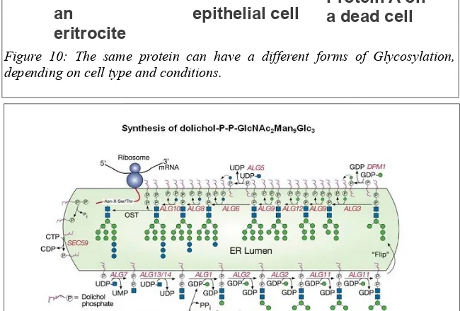 Figure 11: Upstream part of the N-Glycosylation pathway. Image taken from (Varki and et al)