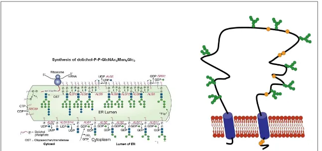 Figure 13: Mis-annotation of the term "N-Glycosylation" in Gene Ontology.  When we worked with the N-Glycosylation pathway in GeneOntology, we  found that the same term referred to two different processes: the synthesis of  the N-Glycan precursor (figure on the left), and N-Glycosylated proteins  (figure on the right)