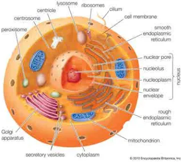 Figure 3.1: Human cell structure. Source: Encyclopedia Britannica Inc.