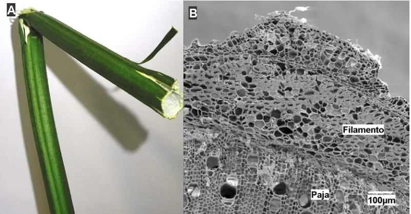 Figura 4.6. A) Sección del tallo de la planta de cáñamo, B) Microfotografía SEM de la 