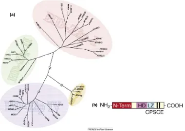 Figura I.5. Classificació de les HD-Zip . (a) Esquema de classificació de les 4 subfamílies