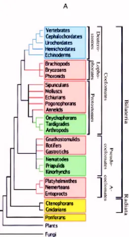 Fig 2. Filogènia tradicional basada en caràcters morfològics. La característicafonamental de classificació és el tipus de celoma present als organismes, i divideixaquests en acelomats, els més basals, Pseudocelomats, més tardans en l’evolució, ifinalment Celomats, grup que inclouria Protostomats, Lofoforats i deuteròstoms.(Adoutte i col., 1999)