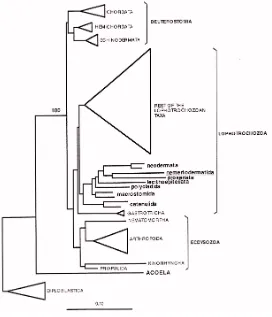 Fig 6. Arbre filogenètic basat en la molècula del 18S. Els acels apareixen a la base delsbilaterals, i no pas en el grup dels platihelmints com havien estat classificats per lesfilogènies tradicionals