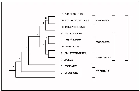 Fig 7. Dotació gènica de cada cluster Hox en diferents