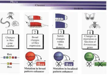 Fig 8. Diferents canvis produits en la morfologia dels metazous a partir de canvis en elnombre, regulació i zones d’expressió dels gens Hox (veure text per discusió)