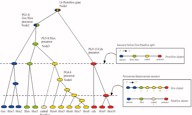 Fig 10. Possible evolució dels complexes gènics Hox i ParaHox a partir d’un gen ancestralcomú anomenat Ur-ProtoHox