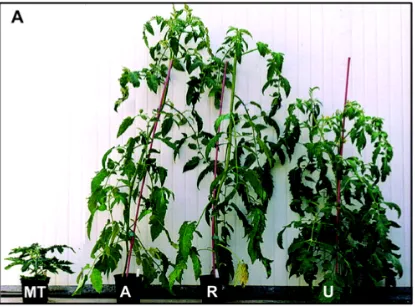 Figura 1.1. Tamaño en el tiempo de floración de los cultivares de tomate Micro-Tom (MT), Ailsa Craig (A, un cultivar con fenotipo indeterminado) y Rutgers y UC-82 (R y U, dos cultivares con fenotipo determinado)