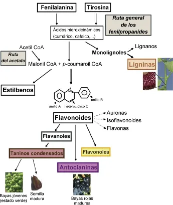 Figura 1.3. Ruta general biosintética de los compuestos fenólicos y sus principales subgrupos