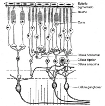 Figura 37 : Cèl·lules retinals. A més de les cèl·lules transductores (cons i bastons), a l'ull també hi ha neurones (Lillo, 1993)