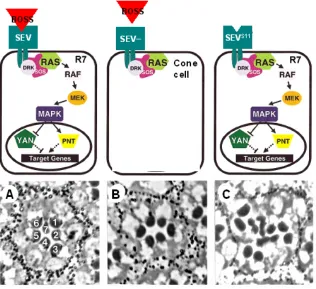 Fig. In3. La via de senyalització de Sev. A dalt es mostra la via de transducció de senyal del R7 adoptarà el destí no neuronal de cèl·lula con ( al mig), i una condició en que hi ha una activació constitutiva del receptor Sev (Sevde Sev en una condició no