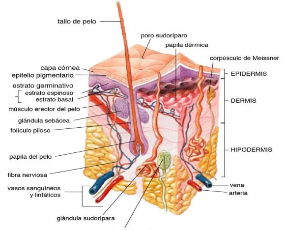 Figura 3. Estructura anatómica de la piel. 
