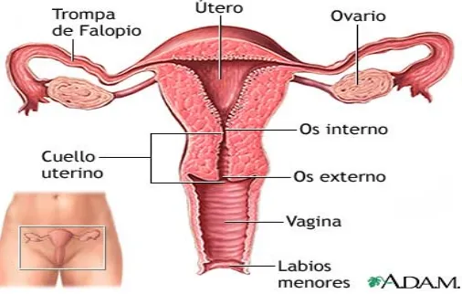 Figura 2. Esquema Aparato reproductor femenino 