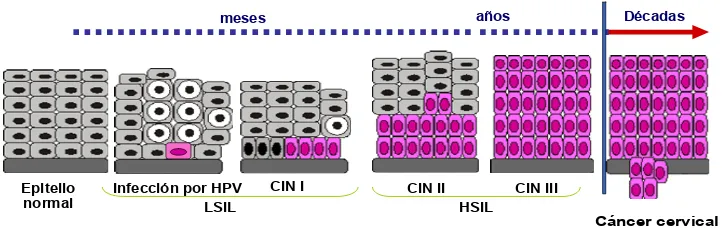 Figura 9. Evolución de la infección por HPV 