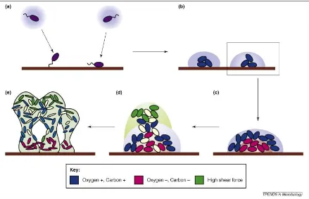 Figura 7: Modelo teórico de la formación de biofilm basado en la adaptación individual de las células a su ambiente local