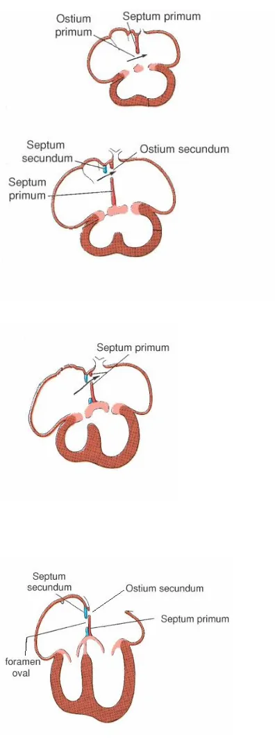 Figura 1.4 Desarrollo embriológico de la pared interauricular 