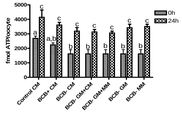 Figure 2: ATP content in prepubertal sheep oocytes before (0h) and after IVM (24h) in different media (3 