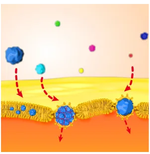 FIG. 1. Suggested translocation mechanism of hydrophobic NPs through lipid bilayer