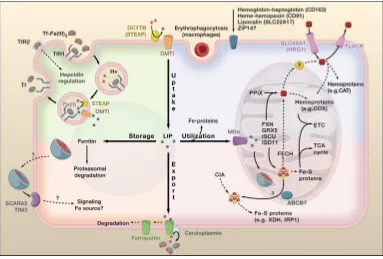 Figura 28. Metabolisme intracel·lular del ferro. La majoria de cèl·lules capten el ferro gràcies al 