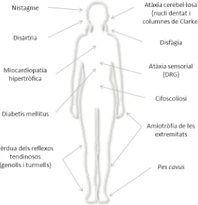 Figura 1. Afectacions més freqüents als pacients d’atàxia de Friedreich. Els símptomes neurològics característics de la malaltia són la degeneració dels ganglis de l’arrel dorsal (DRG), de les columnes de Clarke i del nucli dentat del cerebel