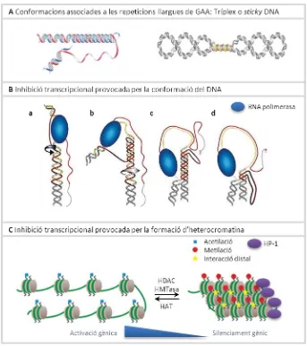 Figura 3. Mecanismes d’inhibició transcripcional provocats per les repeticions del triplet GAA.(A) Models d’estructures intramoleculars formades pel DNA que conté expansions llargues de repeticions de GAA