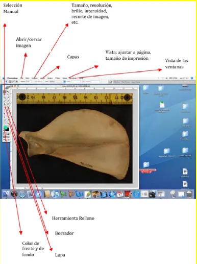 Figura 12: Programa Adobe Photoshop CS: Localización de las herramientas más utilizadas para el 
